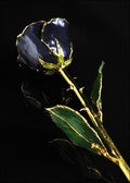 The Rose Lady Twilight Pearl Rose Trimmed In Gold