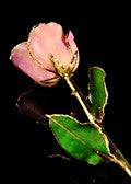 The Rose Lady Lavender Rose Trimmed in Gold