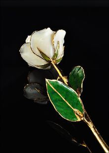 The Rose Lady White Satin Gold Trimmed Rose