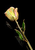Rose Lady Gold Trimmed Wicked Stripped Rose