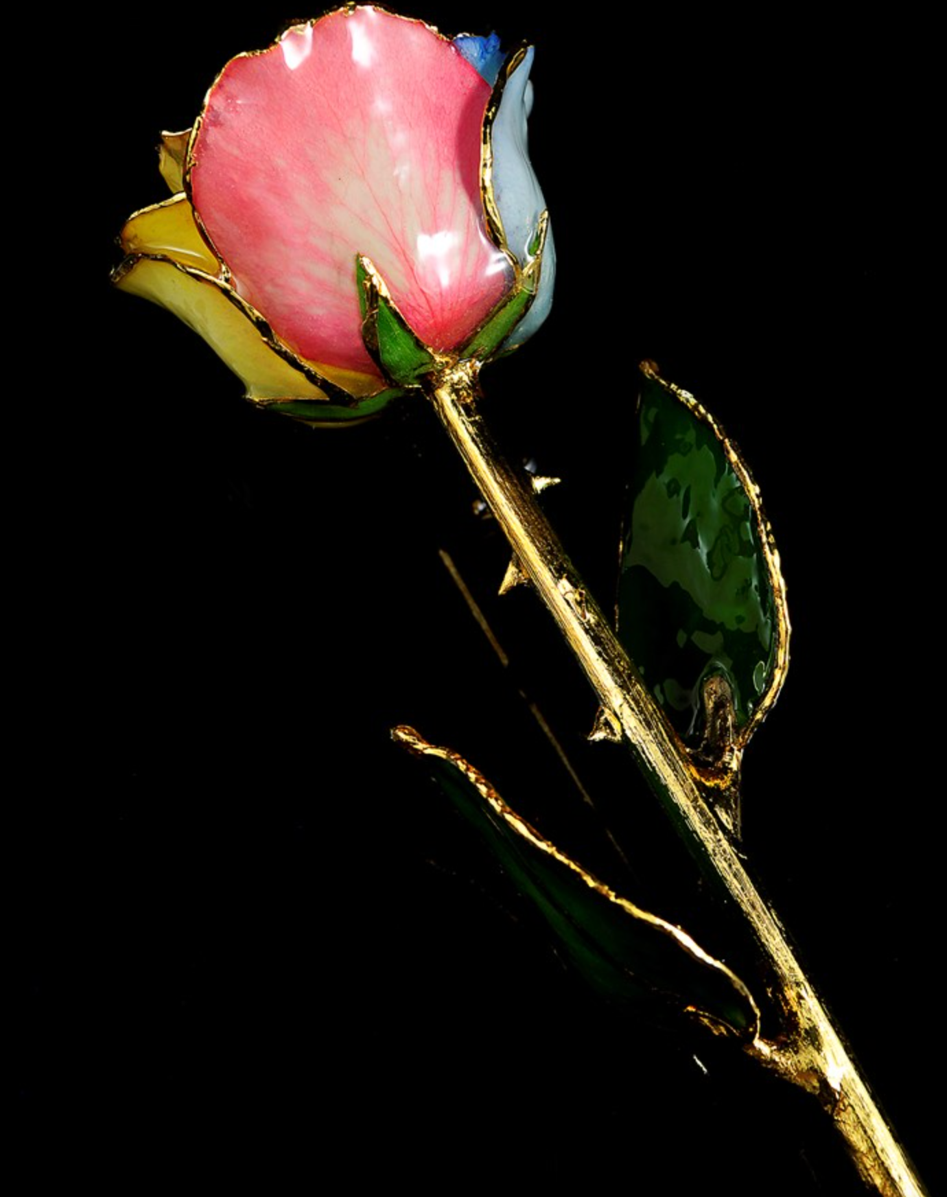 Gold Trimmed Rose in Tri Color