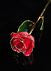 Rose Lady Gold Trimmed Rose in Pink/Burgundy