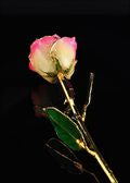 Rose Lady Gold Trimmed Rose in White/Pink