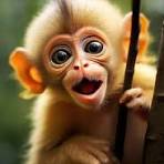 Lightning Dog - Bagel Bed - Action Tunnel/Bed - XL Grey 