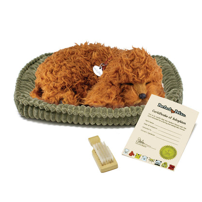 88Unlimited/Perfect Petzzz - 16Original - Toy Poodle
