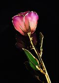 Rose Lady Gold Trimmed Pink-Amethyst Rose