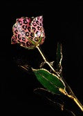 Gold Trimmed Rose Pink Leopard
