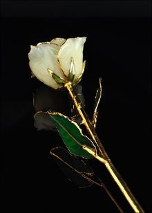 The Rose Lady Gold Trimmed Rose In White Ivory