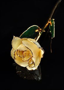 The Rose Lady Gold Trimmed Rose In White Ivory