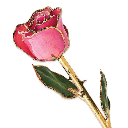 Rose Lady Gold Trimmed Rose in Plum Fushia