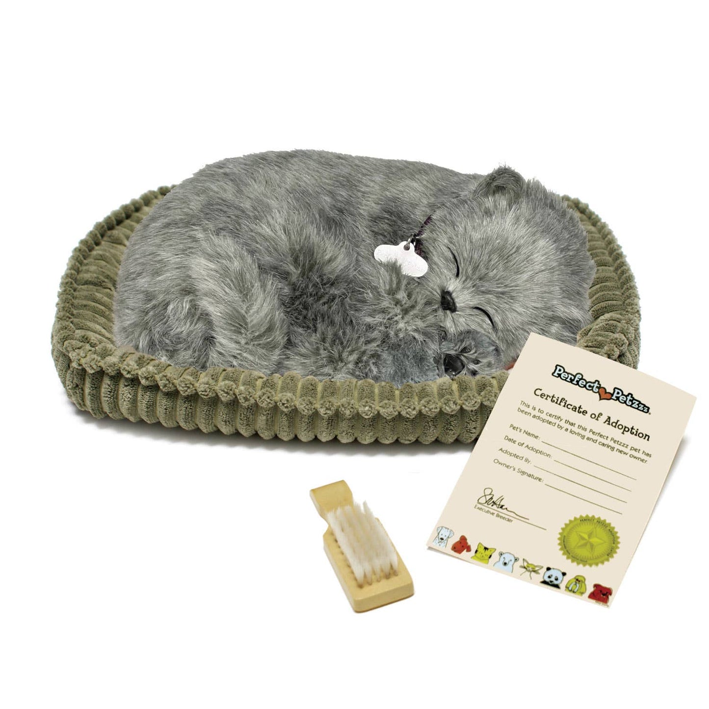88Unlimited/Perfect Petzzz - 22Original - Gray Shorthair Kitten