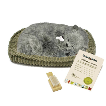 88Unlimited/Perfect Petzzz - 22Original - Gray Shorthair Kitten