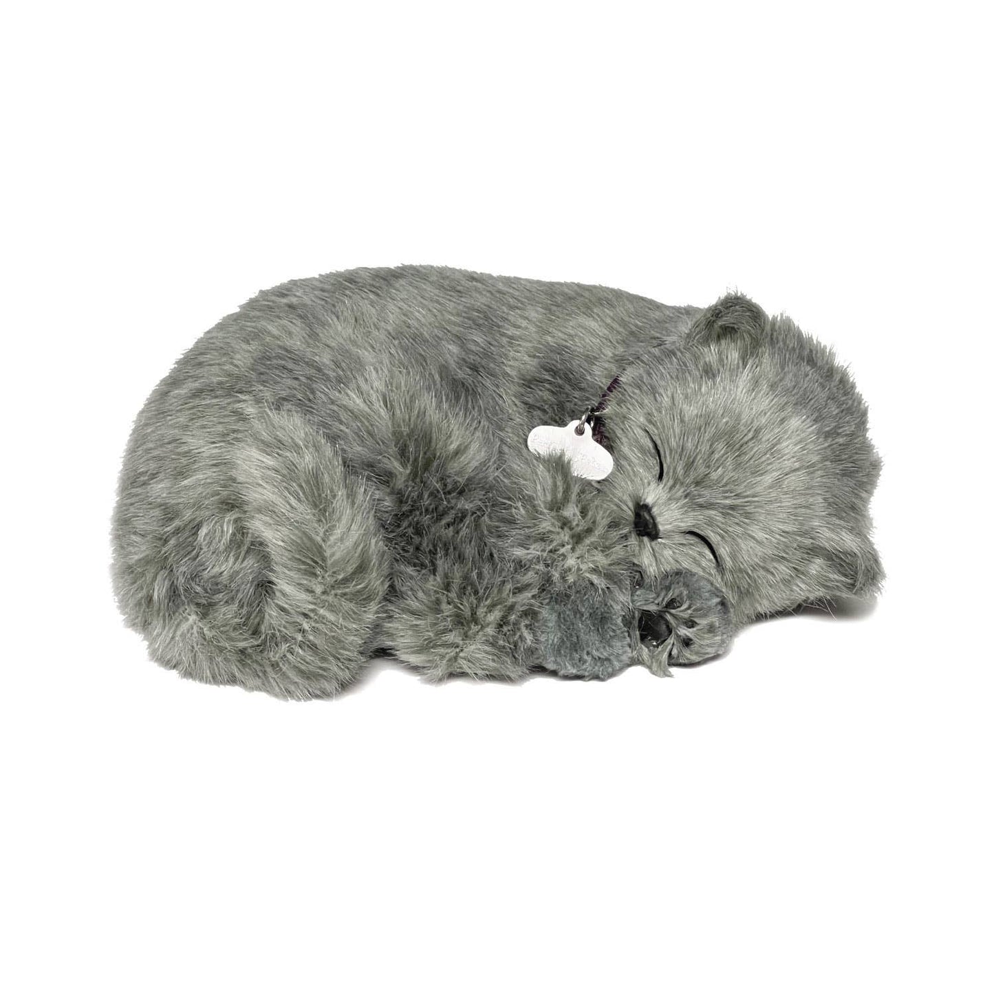 88Unlimited/Perfect Petzzz - 22Original - Gray Shorthair Kitten