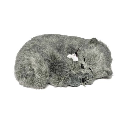 88Unlimited/Perfect Petzzz - 22Original - Gray Shorthair Kitten