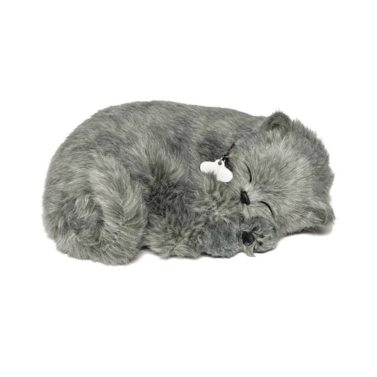 88Unlimited/Perfect Petzzz - 22Original - Gray Shorthair Kitten