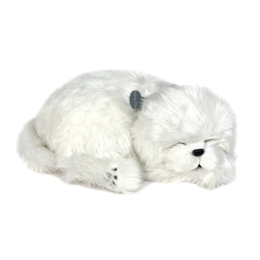 Perfect Petzzz - 13Original - Maltese
