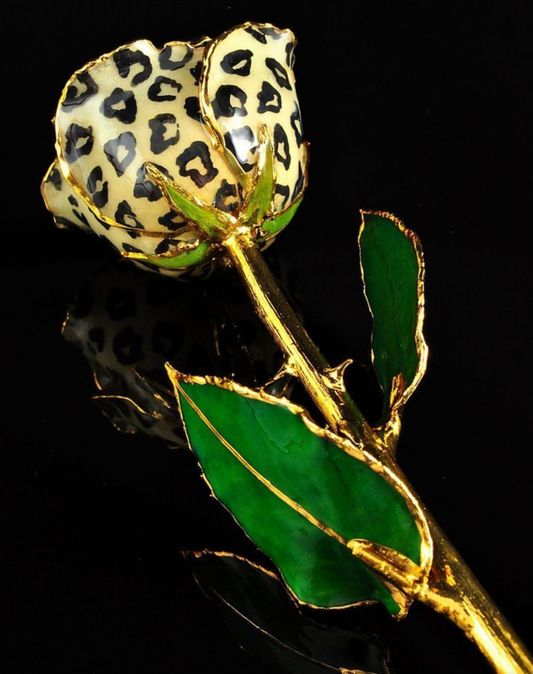 Gold Trimmed Leopard Rose, White with Black Spot