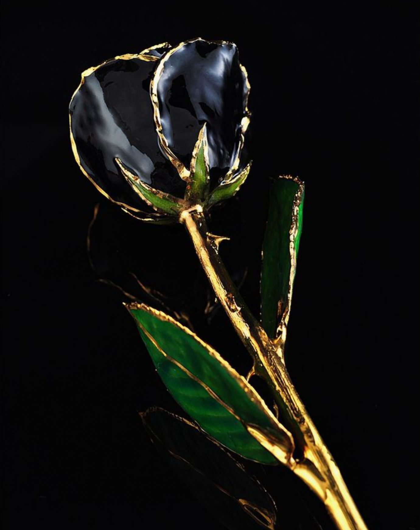 Gold Trimmed Rose in Black