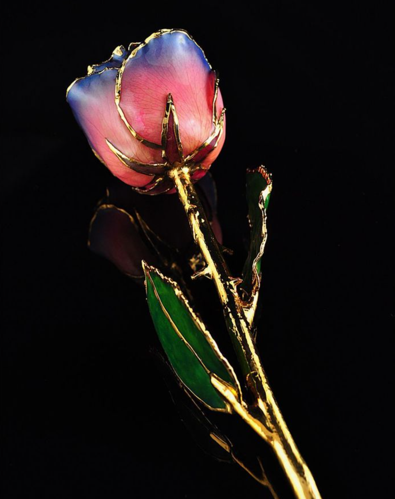 Gold Trimmed Rose in Pink/Navy Blue