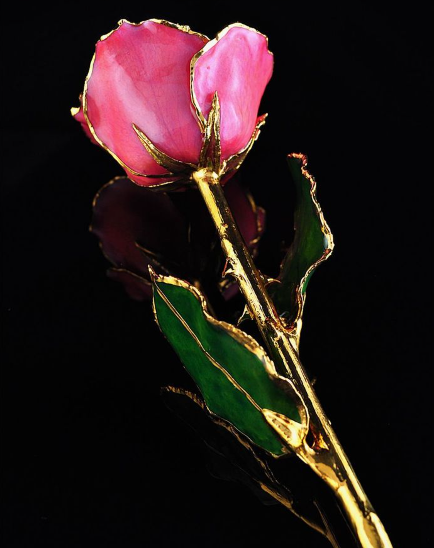 Gold Trimmed Rose in Dusty Rose