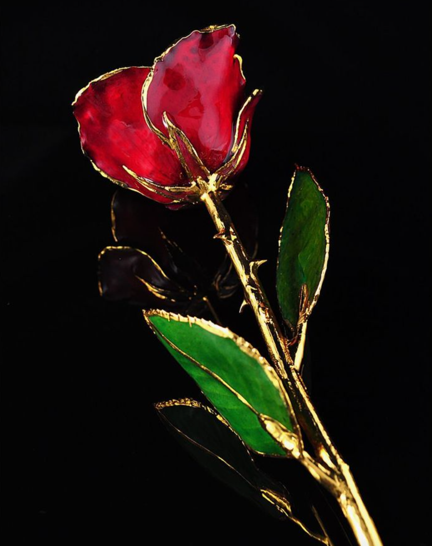 Gold Trimmed Rose in Burgundy