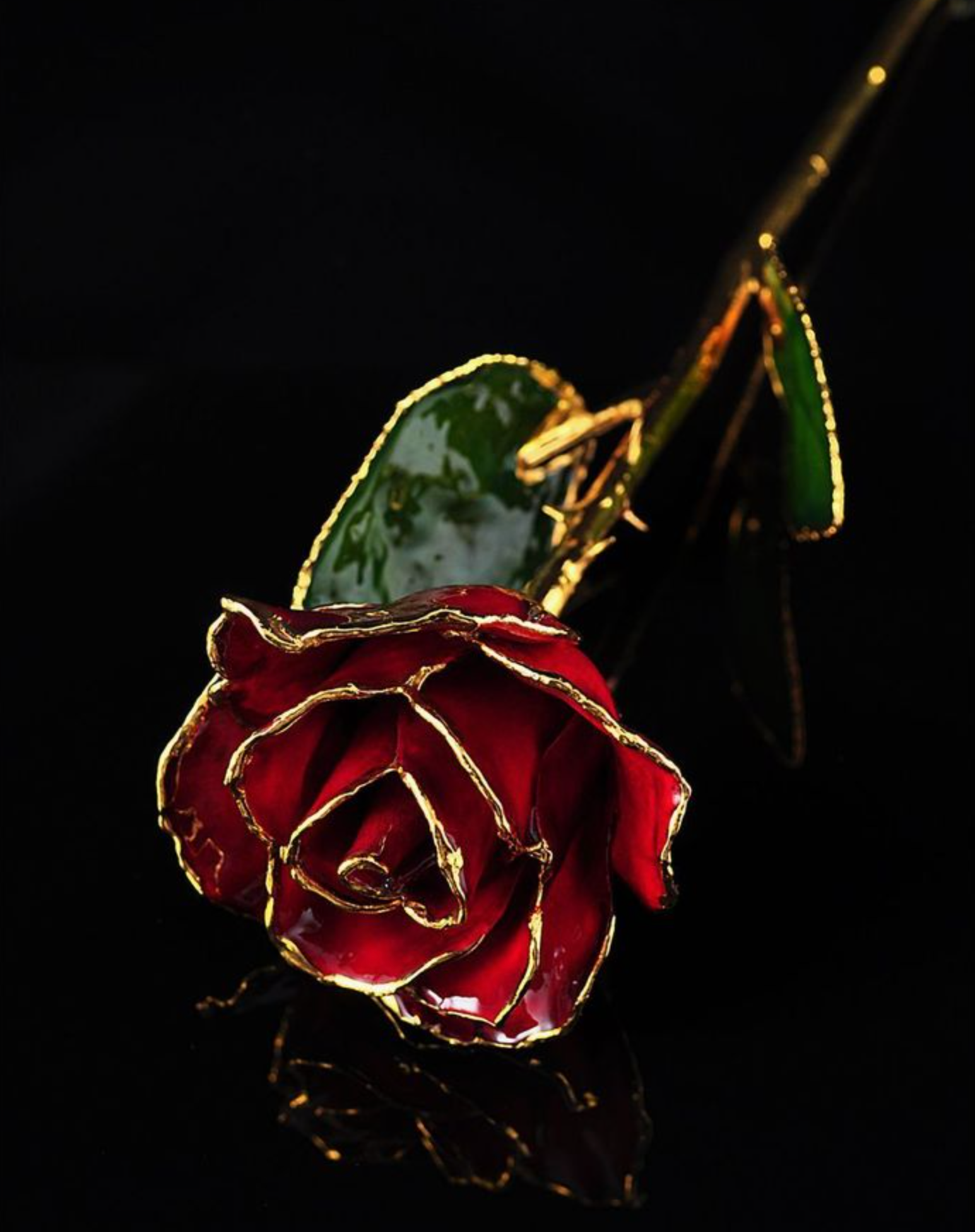 Gold Trimmed Rose in Burgundy