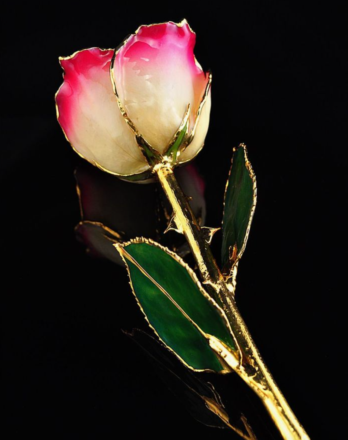 Gold Trimmed Rose in White/Burgundy