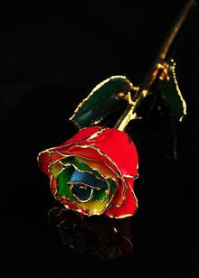 Rose Lady Gold Trimmed Gypsy Rainbow Rose