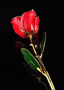 Rose Lady Gold Trimmed Red Rose