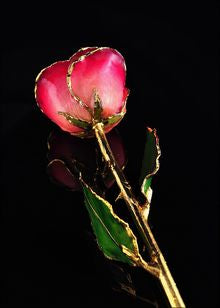 Rose Lady Gold Trimmed Rose in Pink/Burgundy