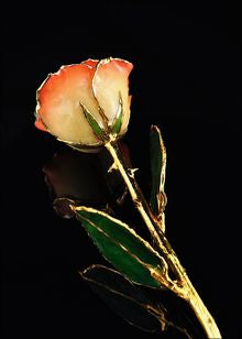 Rose Lady Gold Trimmed Rose in White/Orange
