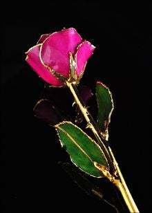 Rose Lady Gold Trimmed Rose in Fuchsia
